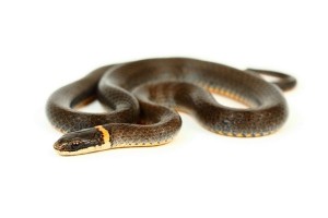 Diadophis punctatus