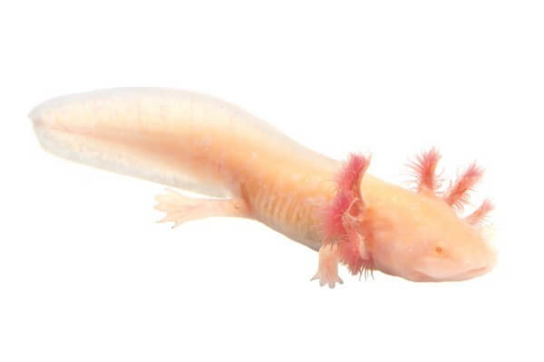 Ambystoma mexicanum (axolotl), albinos 8-10 cm Ambystoma mexicanum (axolotl), albinos 8-10 cm