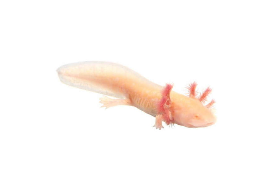 Ambystoma mexicanum (axolotl), albinos 8-10 cm Ambystoma mexicanum (axolotl), albinos 8-10 cm
