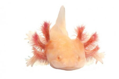 Ambystoma mexicanum (axolotl), albinos 8-10 cm