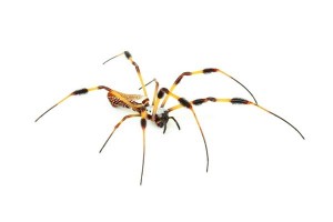 Nephila clavipes