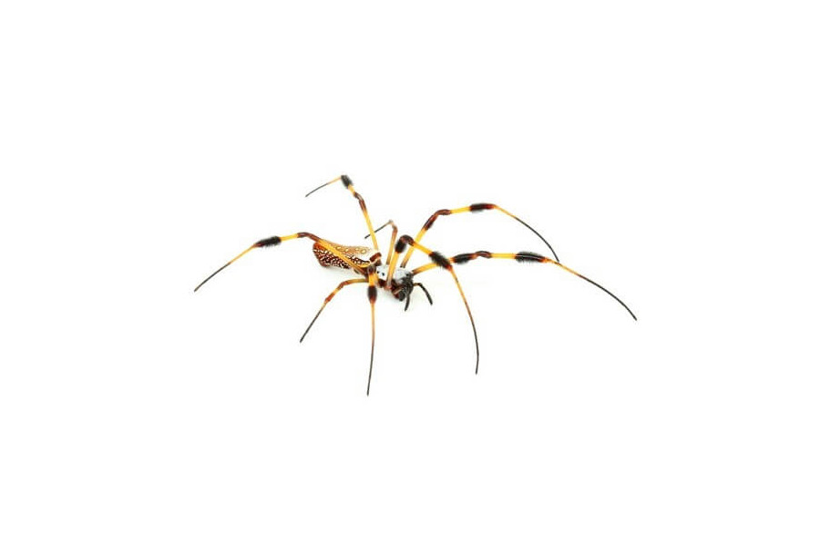 Nephila clavipes