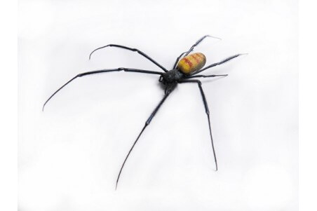 Trichonephila fenestrata venusta