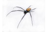 Trichonephila fenestrata venusta