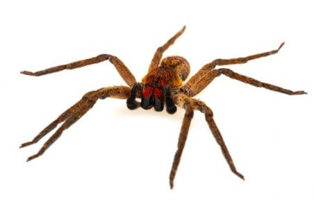 Piloctenus haematostoma Piloctenus haematostoma