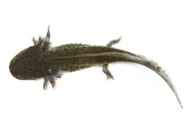 Ambystoma mexicanum (axolotl), classique, 5-7 cm