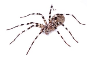 Viridasius sp. sylvestris