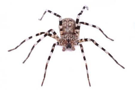 Viridasius sp. sylvestris