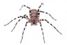 Viridasius sp. sylvestris