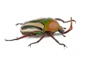 Eudicella gralli