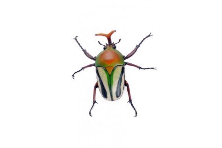 Eudicella gralli