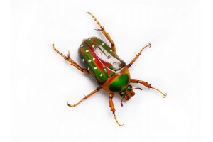 Stephanorrhina guttata