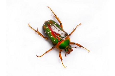 Stephanorrhina guttata