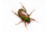 Stephanorrhina guttata