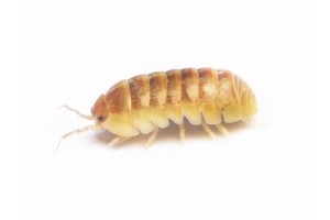 Armadillidium sp. "Santa Lucia"