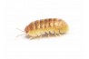 Armadillidium sp. "Santa Lucia"