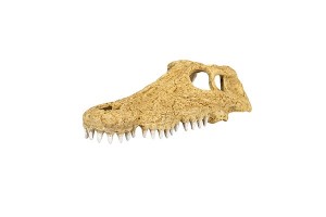 Crâne de crocodile Medium