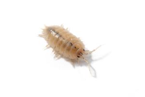 Porcellio laevis, "white"