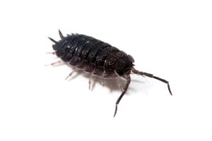 Porcellio scaber, "lava"