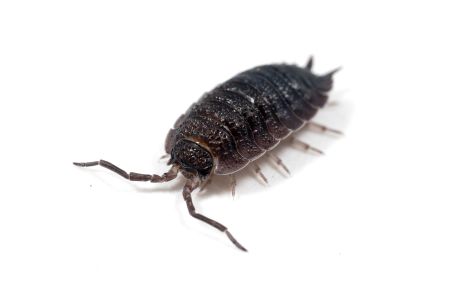 Porcellio scaber, "lava"