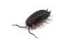Porcellio scaber, "lava"