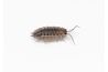 Porcellio spatulatus