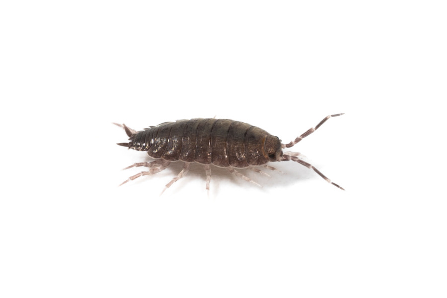 Porcellio spatulatus Porcellio spatulatus