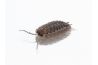 Porcellio spatulatus