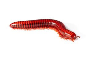 Centrobolus richardii