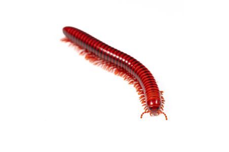 Centrobolus richardii