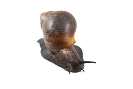 Archachatina marginata ovum