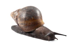 Archachatina marginata ovum