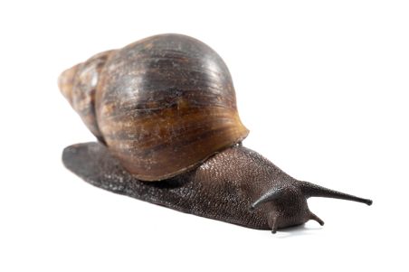 Archachatina marginata ovum