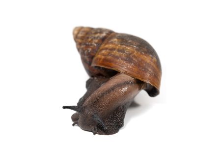 Archachatina marginata ovum