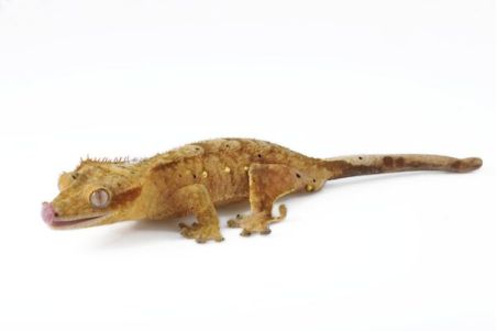 Correlophus (Rhacodactylus) ciliatus, dalmatien, sub adulte