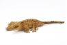 Correlophus (Rhacodactylus) ciliatus, dalmatien, sub adulte