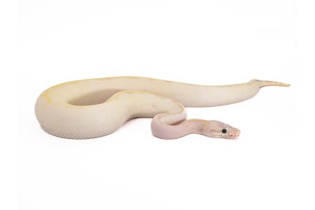 Python regius, ivory pastel