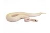 Python regius, ivory pastel