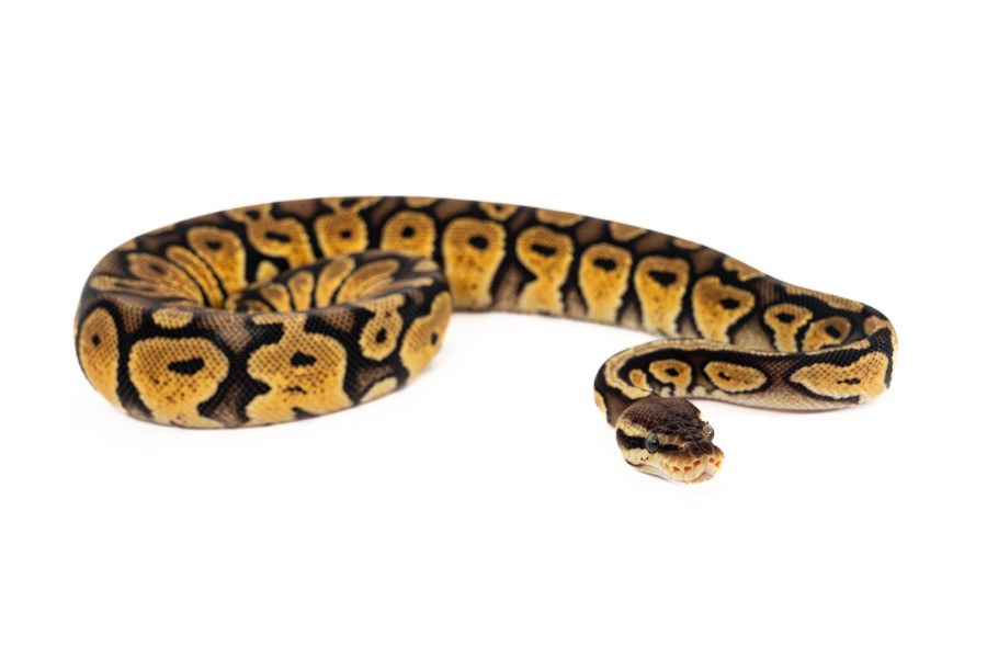 Python regius, pastel mahogany