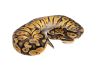 Python regius, pastel mahogany