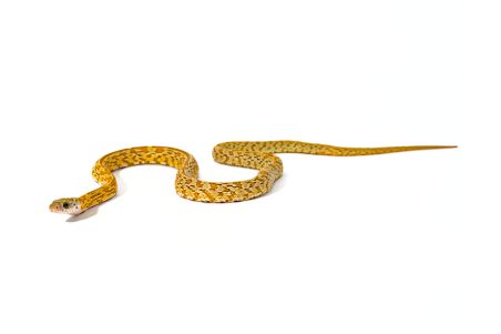 Pantherophis guttatus, honey tessera