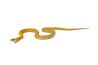 Pantherophis guttatus, honey tessera