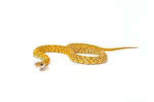 Pantherophis guttatus, honey tessera