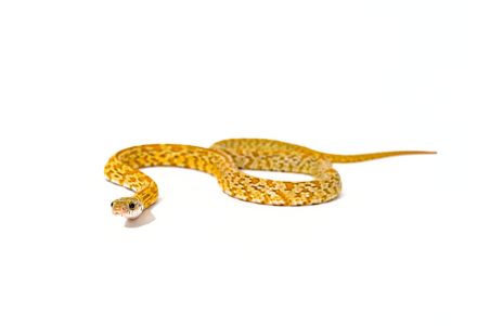 Pantherophis guttatus, honey tessera