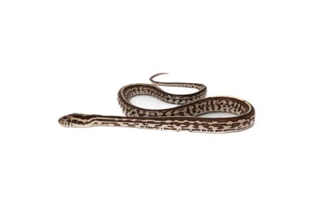 Pantherophis guttatus, kastanie tessera