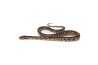 Pantherophis guttatus, kastanie tessera