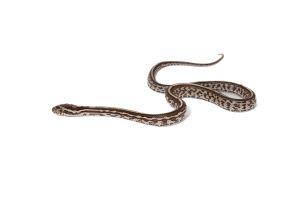 Pantherophis guttatus, kastanie tessera