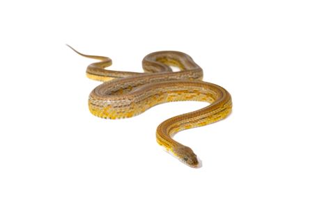 Pantherophis guttatus, tessera caramel, femelle adulte