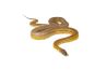 Pantherophis guttatus, tessera caramel, femelle adulte