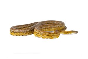 Pantherophis guttatus, tessera caramel, femelle adulte
